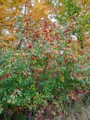Malus