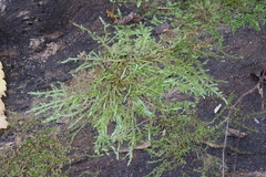 Callicladium imponens