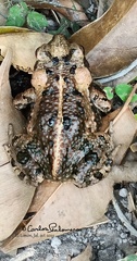 Incilius marmoreus