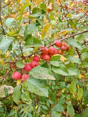 Malus