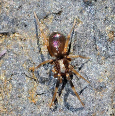 Phrurolinillus tibialis