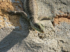 Tropidurus catalanensis