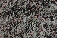 Atriplex portulacoides