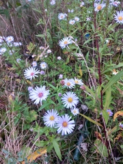 Symphyotrichum novi-belgii