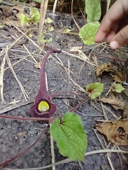 Aristolochia foetida