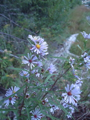 Symphyotrichum bracteolatum