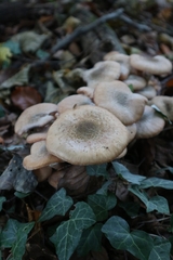 Armillaria