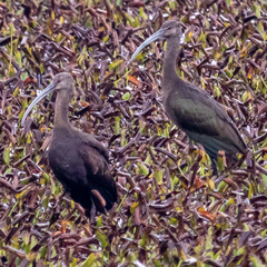 Plegadis falcinellus