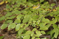 Carpinus