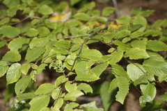 Carpinus