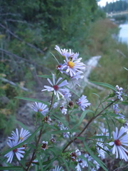 Symphyotrichum bracteolatum