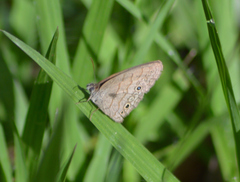 Hermeuptychia hermes