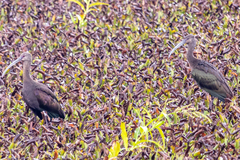 Plegadis falcinellus