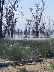 Pelecanus onocrotalus