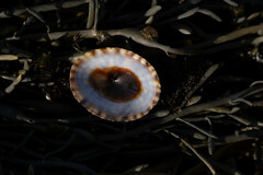 Testudinalia testudinalis