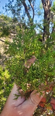 Juniperus ashei