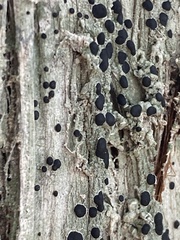 Mycoblastus sanguinarius