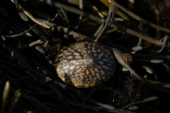 Testudinalia testudinalis