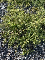 Atriplex gmelinii
