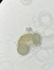 Chytridiomycota