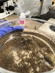 Chytridiomycota
