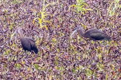 Plegadis falcinellus