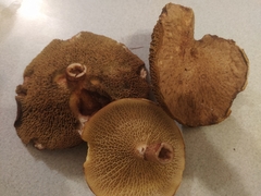 Suillus cavipes