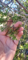 Juniperus ashei