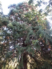 Sequoiadendron