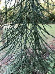 Sequoiadendron