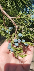 Juniperus ashei