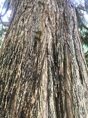 Sequoiadendron