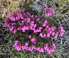 Erica cubica