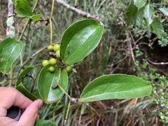 Smilax bracteata