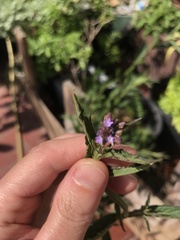 Verbena bonariensis