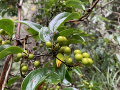 Smilax bracteata