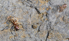 Phrurolinillus tibialis
