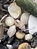 Ilyanassa trivittata