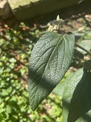 Viburnum rhytidophyllum