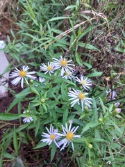 Symphyotrichum novi-belgii