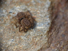 Aelurillus v-insignitus