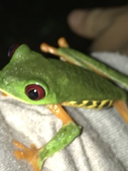 Agalychnis callidryas