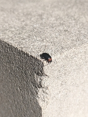 Disonycha xanthomelas