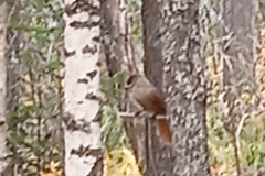 Perisoreus infaustus