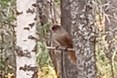 Perisoreus infaustus