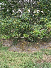 Ficus macrophylla