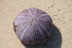 Euechinoidea
