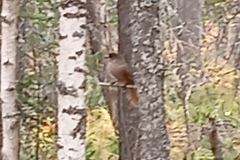 Perisoreus infaustus