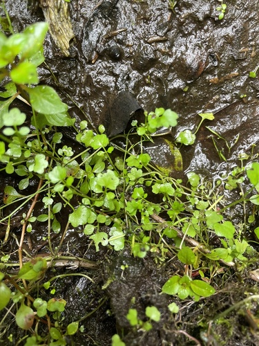 Cardamine occulta observed 2022-10-11