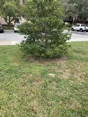 Ficus macrophylla